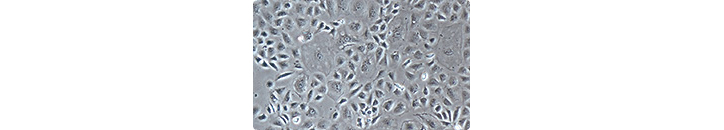 尼康正置金相顯微鏡E100-上海思長(zhǎng)約光學(xué)經(jīng)銷(xiāo)