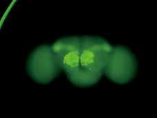 SMZ1270/1270i尼康3D顯微鏡-上海思長約光學銷售